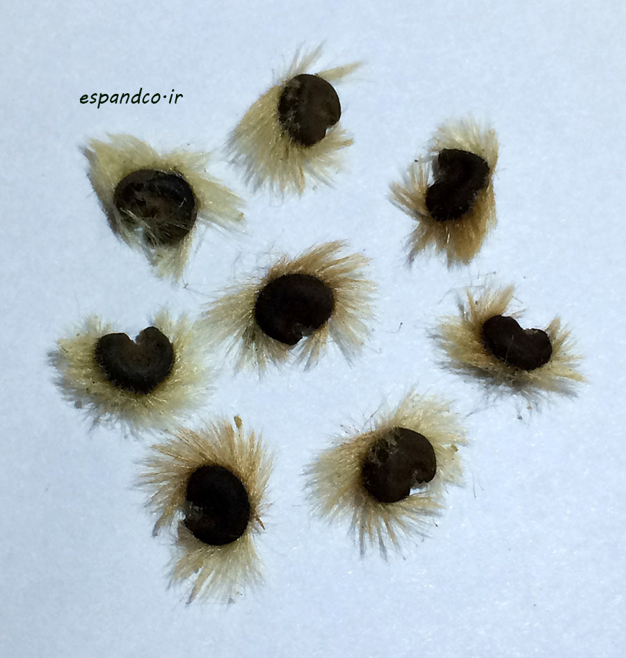 Hibiscus syriacus seed 
